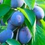 Слива Яичная Синяя