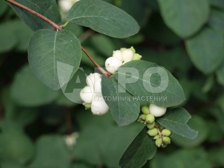 Снежноягодник белый (С3, 040-060)