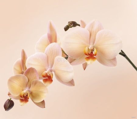 Фреска Орхидеи Art.30437