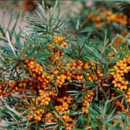 Облепиха Витаминная