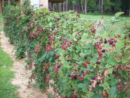 Ежевика Торнфри