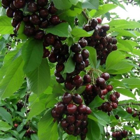 черешня народная сюбаровой Черешня Народная Сюбаровой