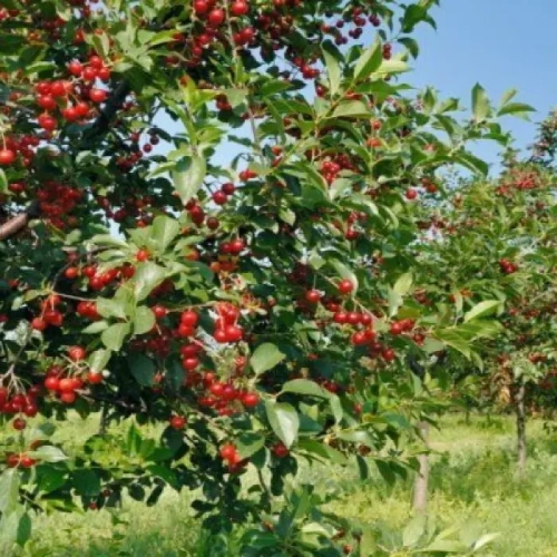 Вишня Молодежная