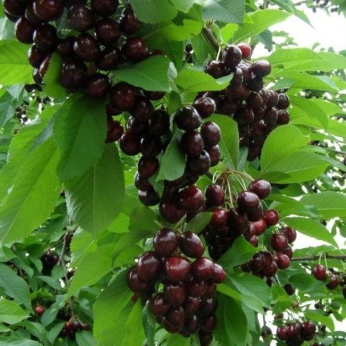 Черешня Народная Сюбаровой