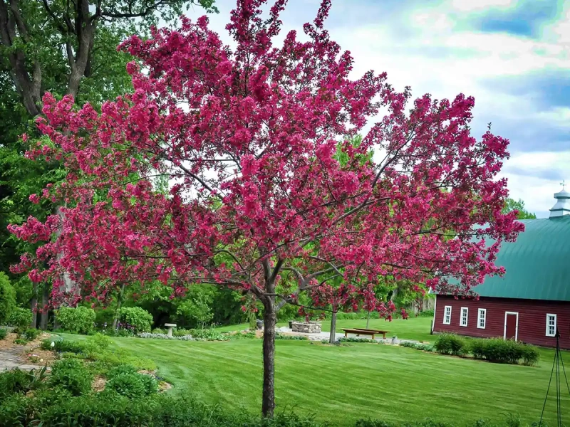 яблоня гибридная Яблоня Гибридная