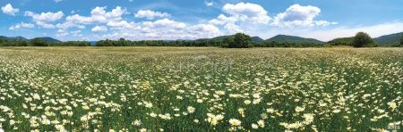 Ромашковое поле Art.33468