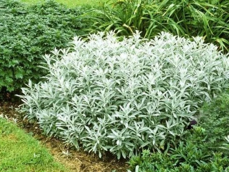 Полынь Людовика 'Silver Queen' (С1.5)