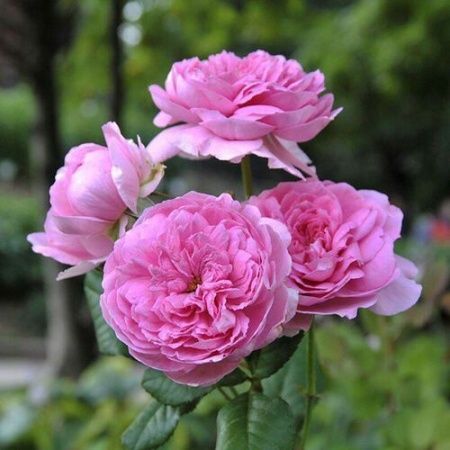 Роза Шраб Элоди Госсюэн, Розовая (С3-С4)