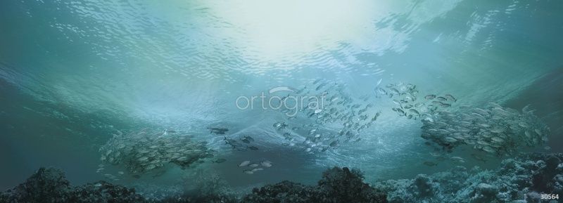 Стая рыб Art.30564