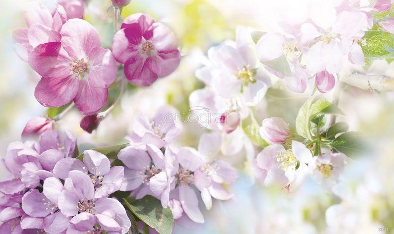 Цветки вишни Art.3041