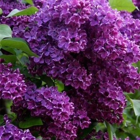 Сирень обыкновенная "Сумерки"