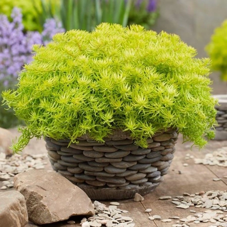 Очиток отогнутый Лемон Болл кашпо