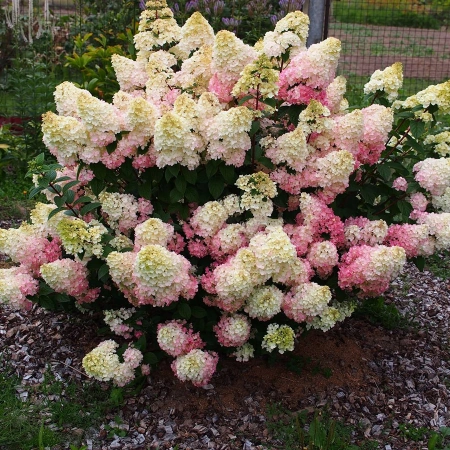 Гортензия метельчатая Мэджикал Кэндл Курск