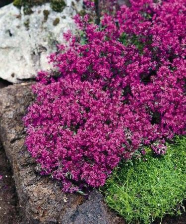 Тимьян ранний 'Red Carpet' (С1.5)