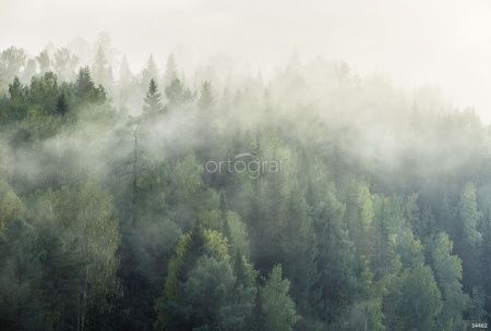 Туман над лесом Art.34462