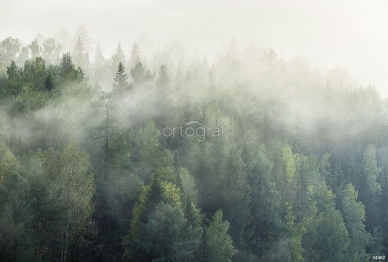 Туман над лесом Art.34462