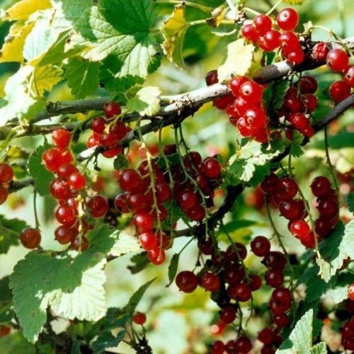 Смородина красная Татьяна