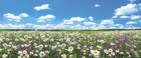 Фреска Полевые цветы  Art.33469