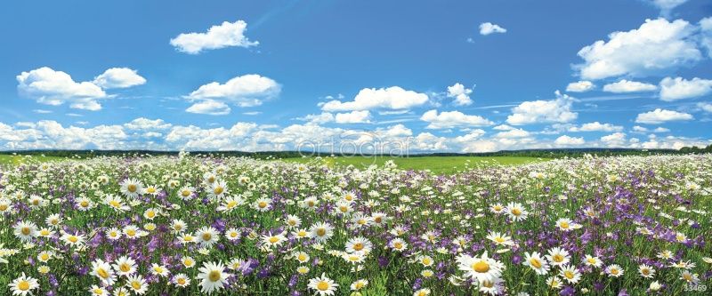 Фреска Полевые цветы  Art.33469