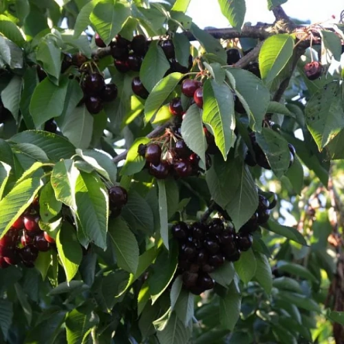 Черешня Ленинградская черная