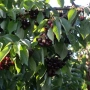 черешня ленинградская черная Черешня Ленинградская черная
