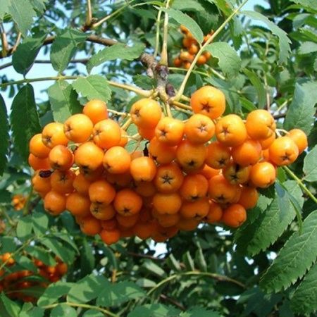 Рябина невежинская желтая