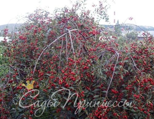 Вишня Встреча