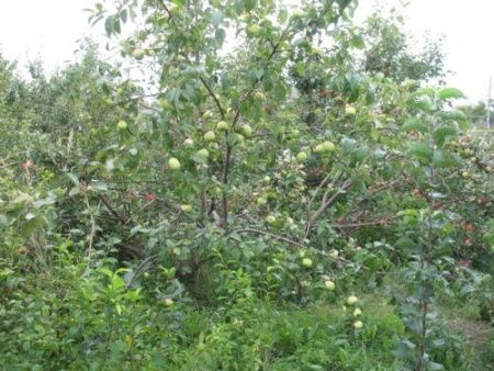 Яблоня Синап Орловский