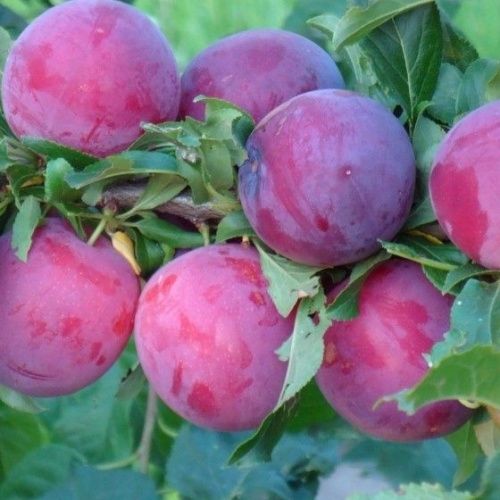 Алыча Кубанская комета