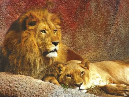 Лев и львицы Art.3089