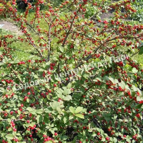 Вишня Восточная