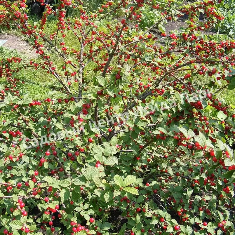 вишня восточная Вишня Восточная