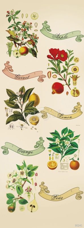Цветы и фрукты Art.30241