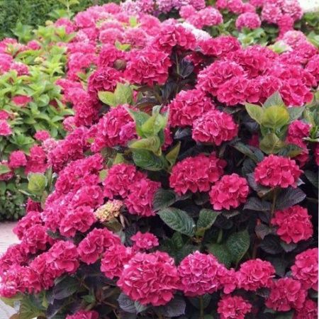 Гортензия крупнолистная "Merveille Sanguine" (Мервель Сангин)