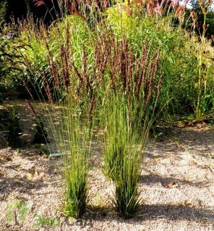 Молиния голубая 'Moorhexe' (С2-С3)