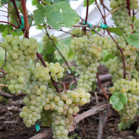 Виноград Кристалл