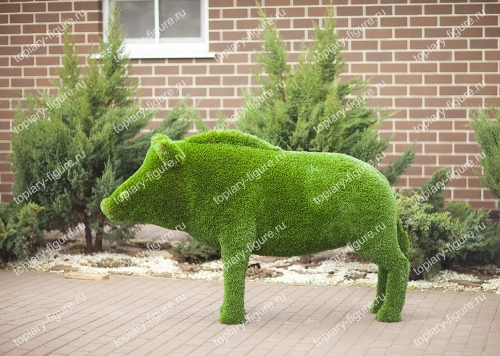 Кабан дикий 110*50*185см