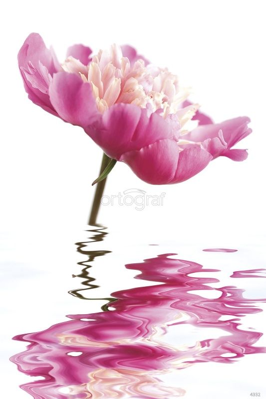 Розовый пион Art.4332