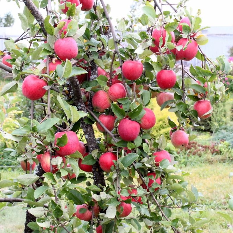 яблоня орловский кандиль Яблоня Орловский Кандиль