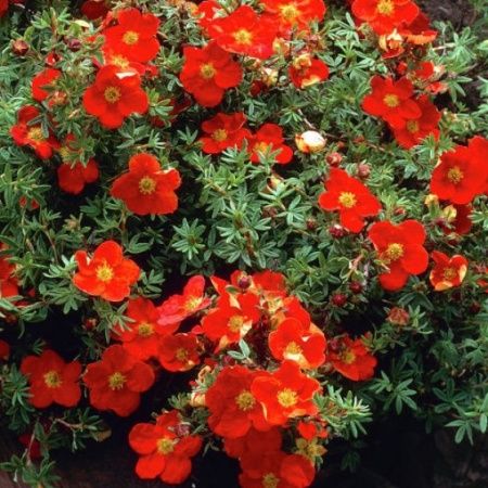 Лапчатка кустарниковая "Ред Айс" (Potentilla fruticosa "Red Ace")