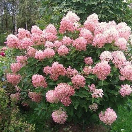 Гортензия метельчатая Фантом Курск