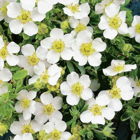 Лапчатка кустарниковая 'Snowflake' (С3, 020-040)