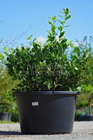 голубика дюк Голубика Дюк