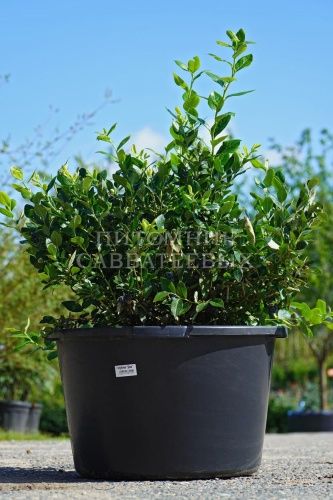 Голубика Дюк