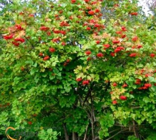 Калина Гранатовый браслет