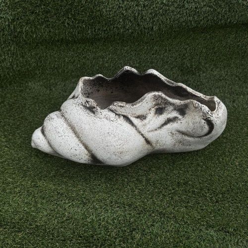 Ракушка большая