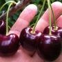 черешня крупноплодная Черешня Крупноплодная