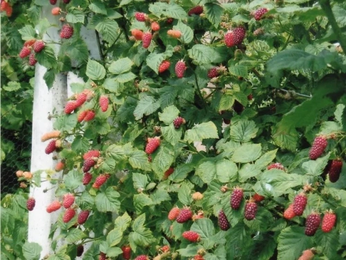 Ежевика (ежемалина) Тайберри