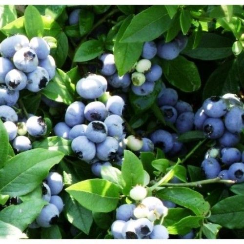 Голубика Патриот