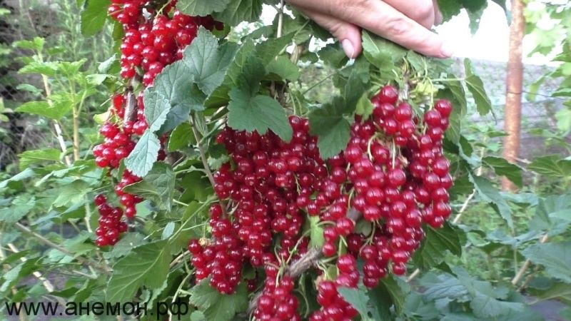 смородина красная татьяна Смородина красная Татьяна